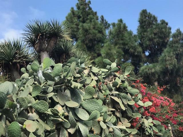 Playa De Fanabe Mareverde アデヘ エクステリア 写真